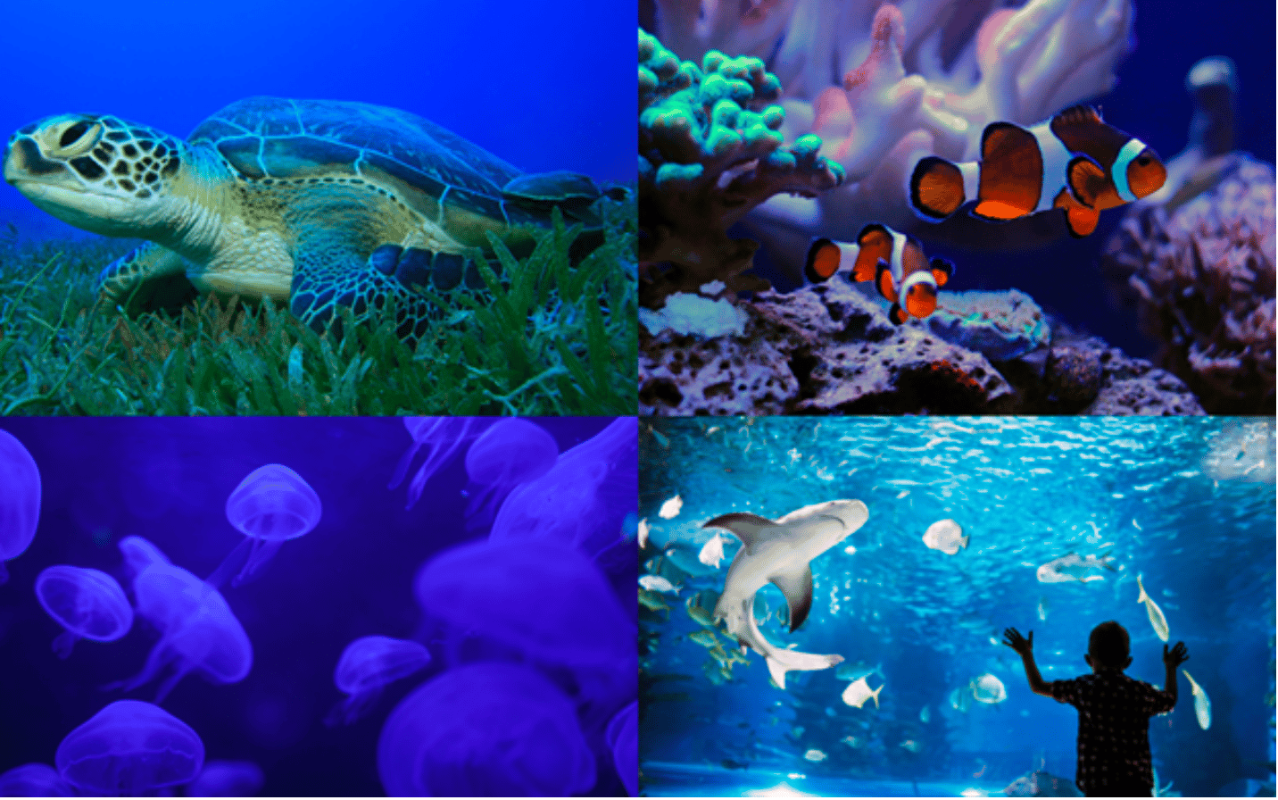 Collage of 4 images: sea turtle, tropical fish, a shark and jellyfish