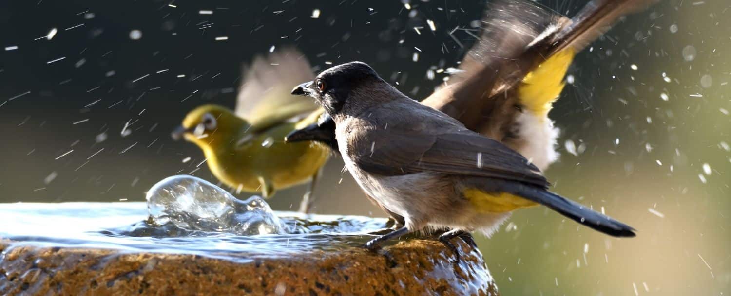 birds flapping their wings while bathing in a cement bird bath
