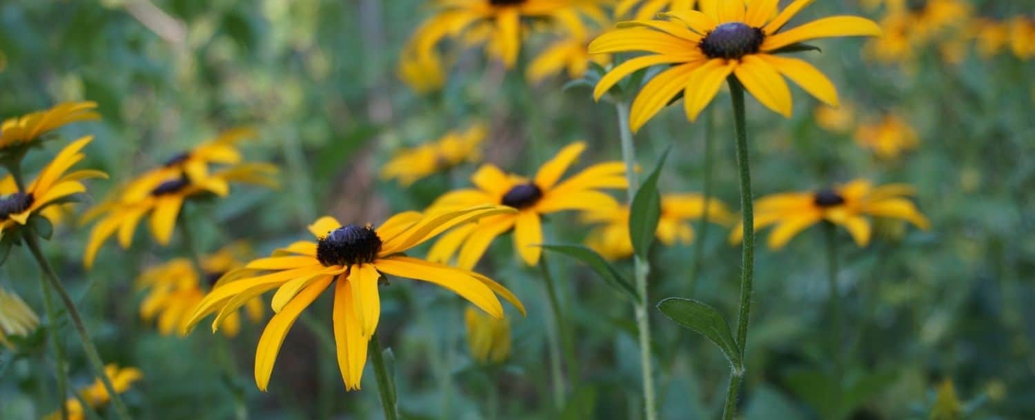 a field of brown-eyed susans