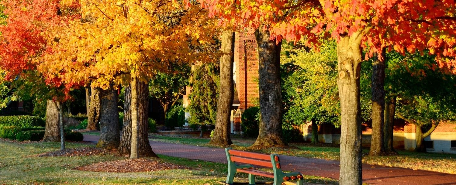 walkway through trees brilliant with fall foliage