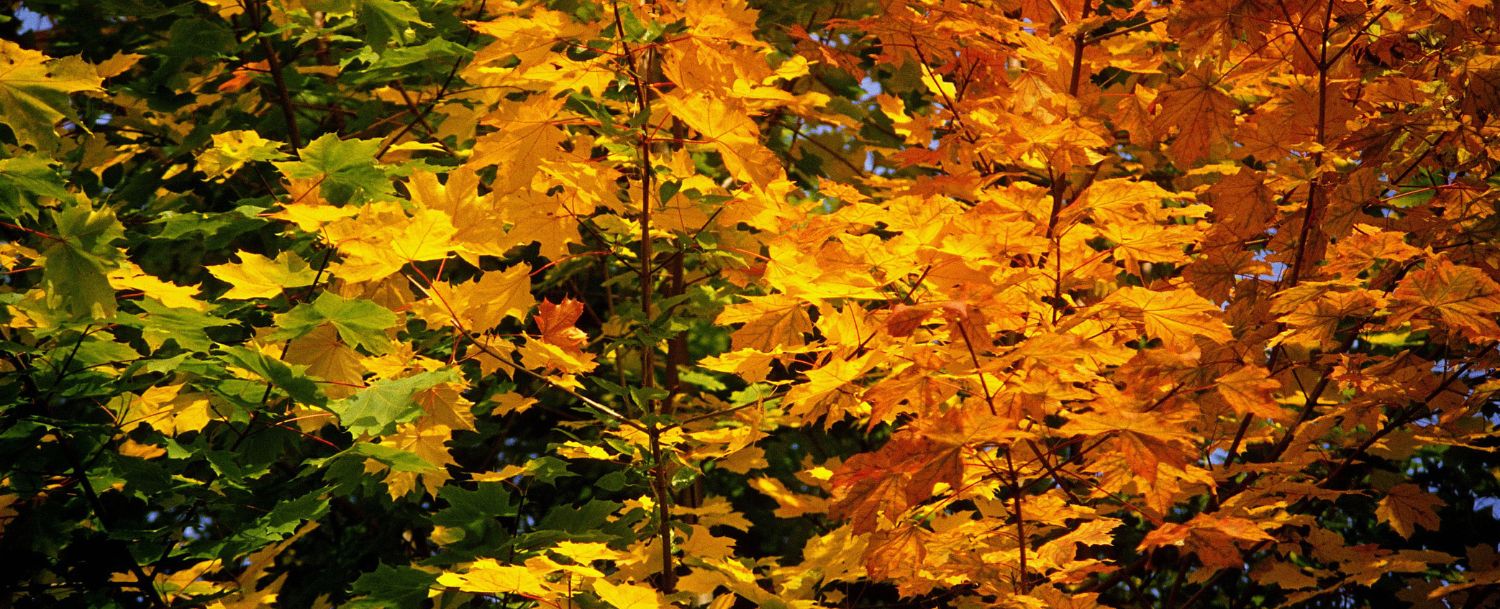 Closeup of leaves changing from green to gold to orange and red