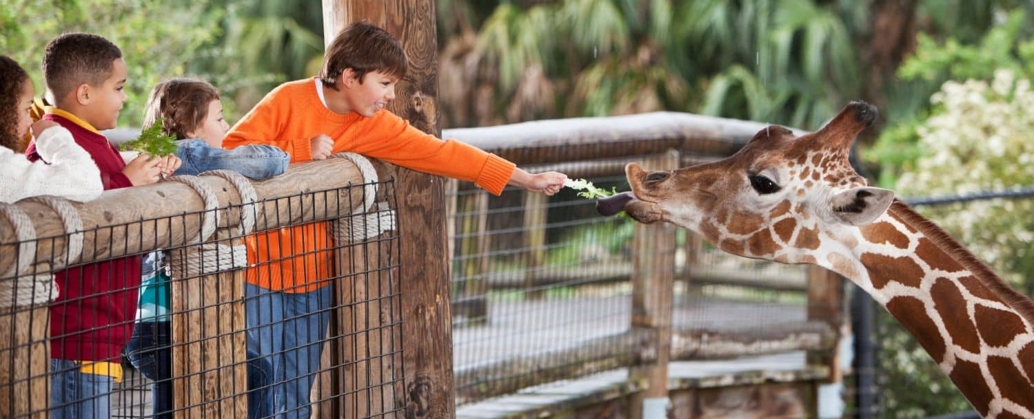 boy in orange shirt feeding a giraffe at a zoo with a few other kids beside him