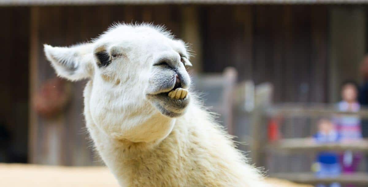 Llama up close at Lazy 5 Ranch near Davidson, NC, a popular family-friendly day trip destination.
