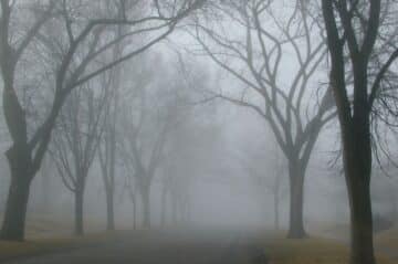 foggy street lined with bare trees giving a ghostly feel