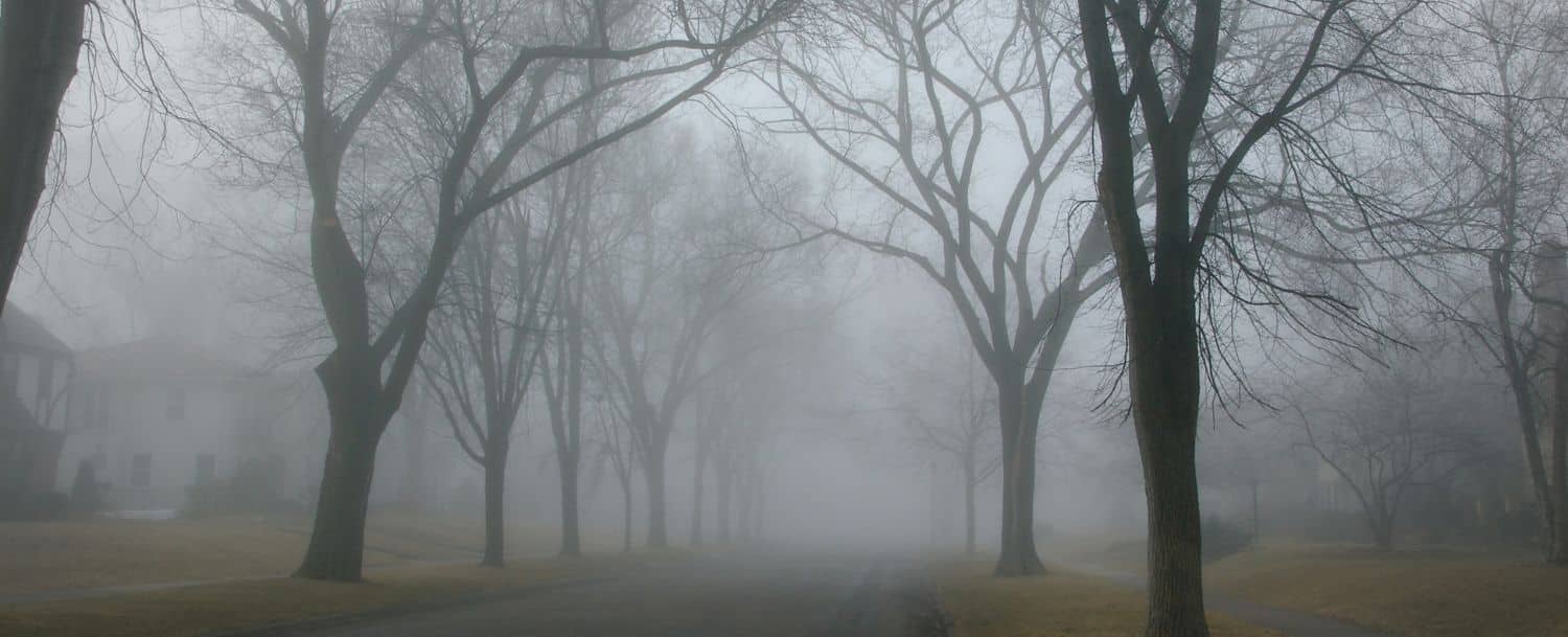 foggy street lined with bare trees giving a ghostly feel