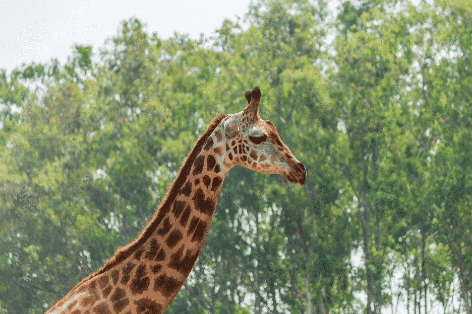 Young giraffe at the zoo amidst a backdrop of tall green trees
