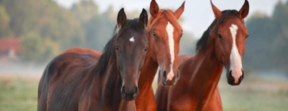 horseback-riding-near-Charlotte-NC.jpg